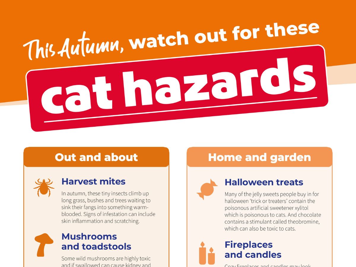Autumn cat hazards infographic from Vets Now featuring risks including harvest mites, fireworks, Halloween sweets, rat poison, antifreeze, and toxic flowers.