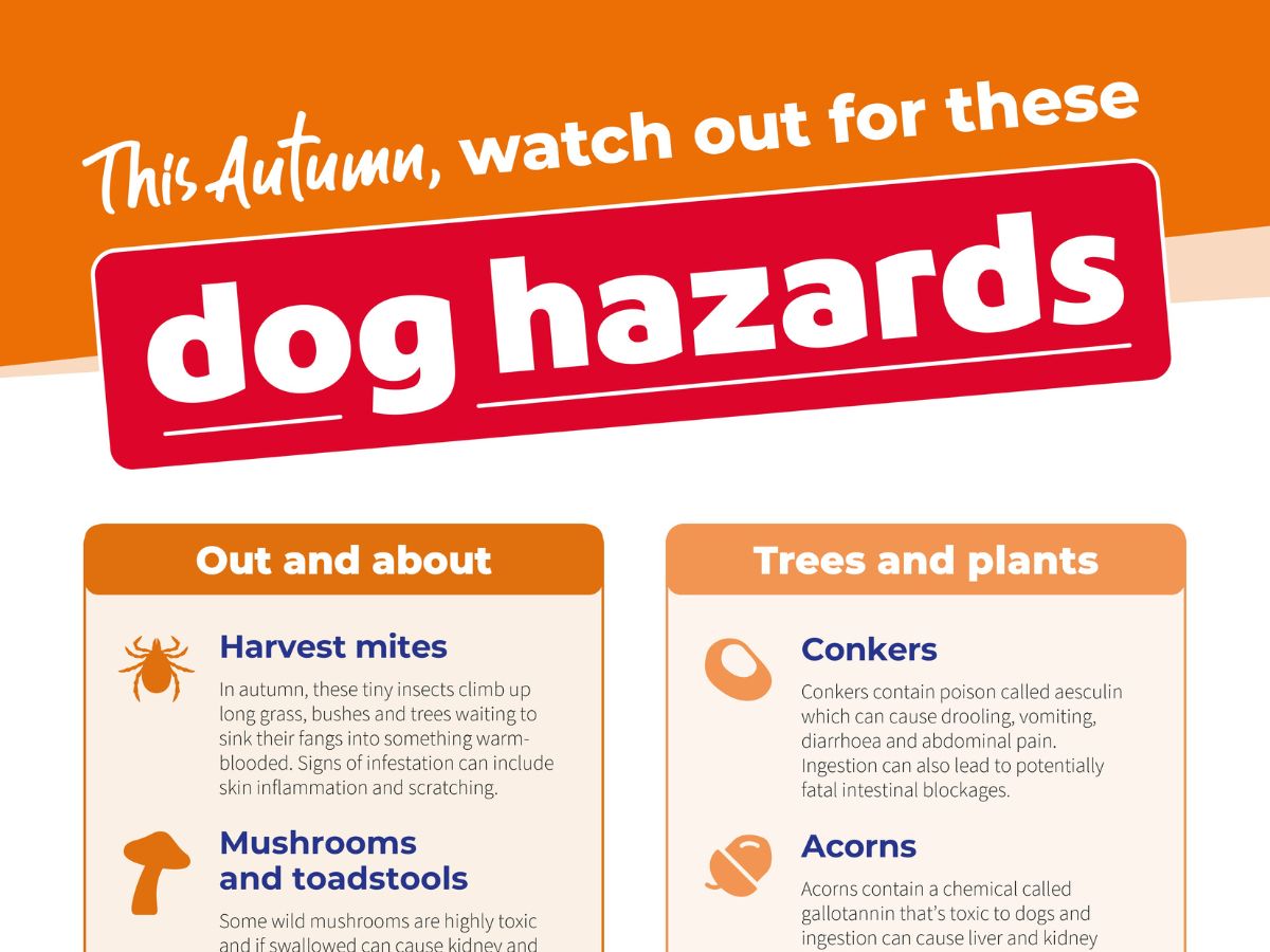 Autumn dog hazards infographic from Vets Now highlighting seasonal dangers such as harvest mites, mushrooms, fireworks, bonfires, and toxic plants like acorns and conkers.