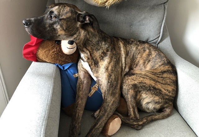 Murdo_vets_now_glasgow Murdo the dog who visited Vets Now Glasgow Hospital after eating mince pies