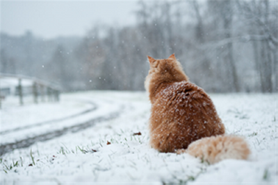 winter-safety-cats-2024 An image of cat sat down in a wintery countryside location