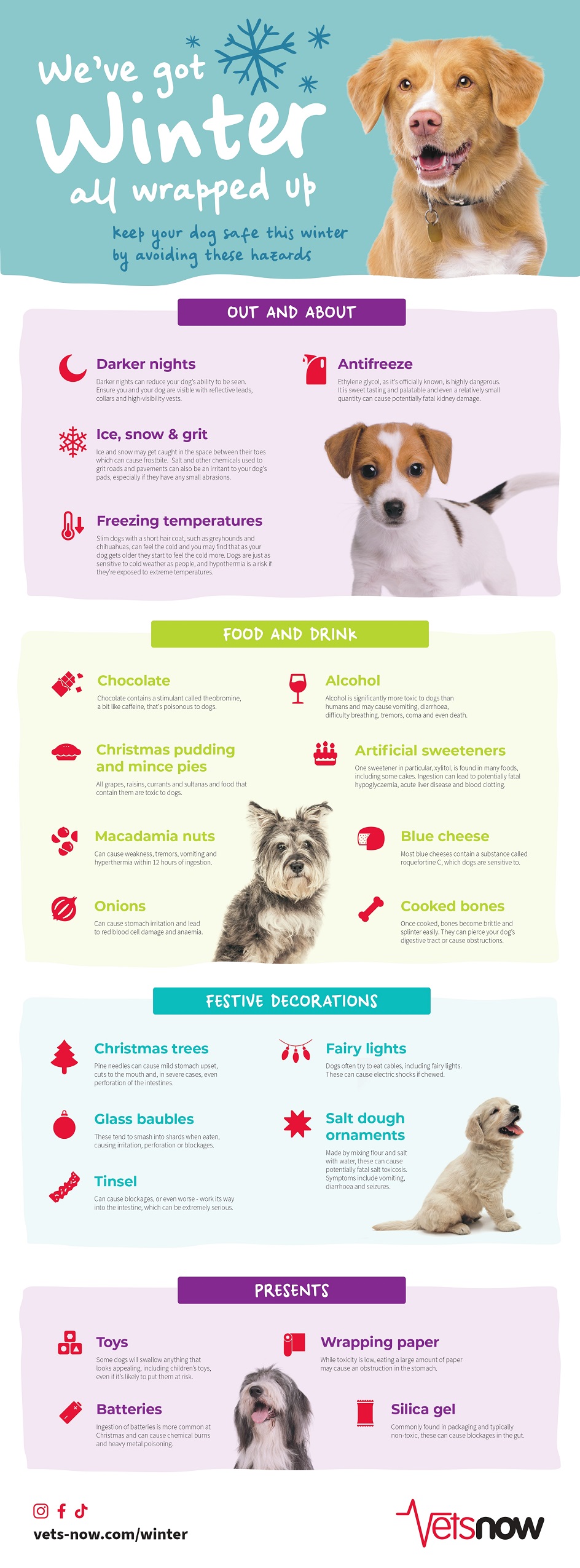 Vets-Now-Winter-Infographic-Dogs-2024