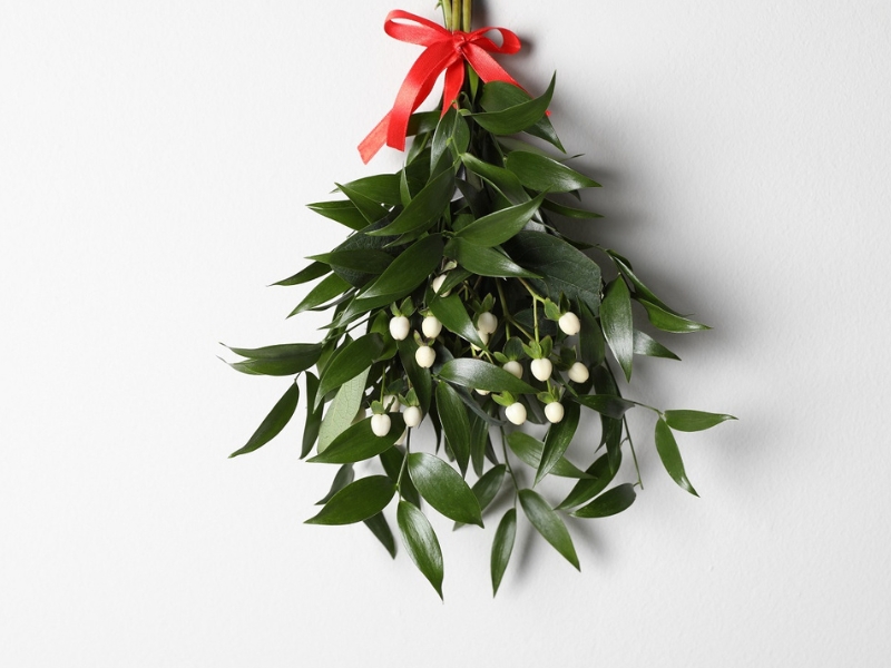 Sprig of fresh mistletoe tied with a red ribbon, hanging against a white wall — a traditional Christmas decoration.
