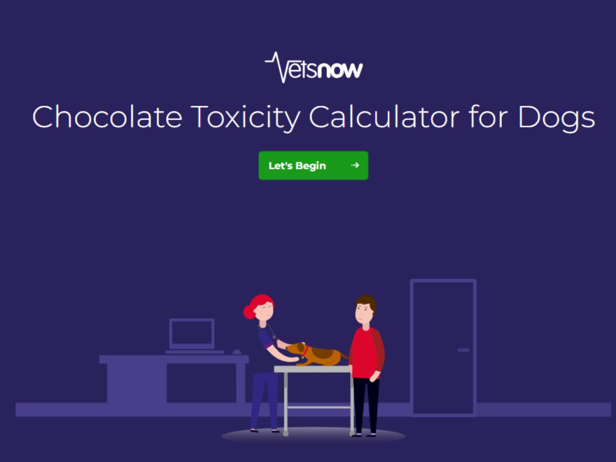 Preview image of vets-now's chocolate toxicity calculator for dogs
