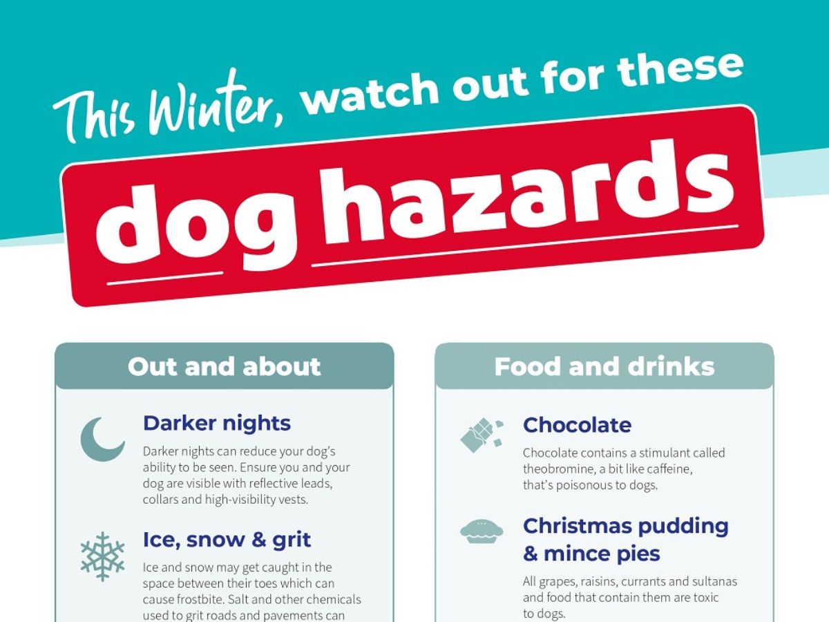 Infographic titled “This Winter, watch out for these dog hazards” showing winter safety tips for dogs.