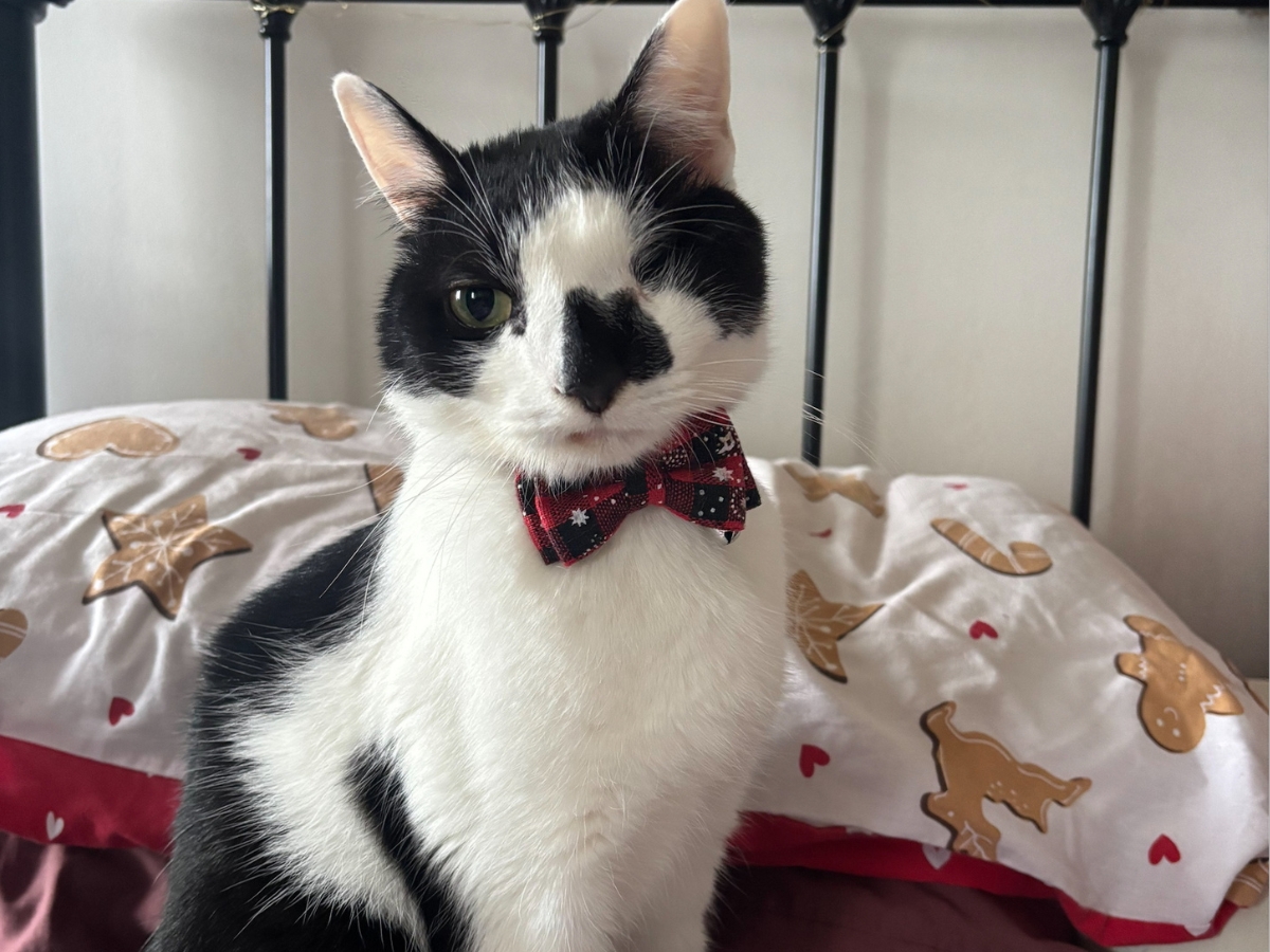 Gus the one-eyed cat sitting on a bed, wearing a festive red bow tie.