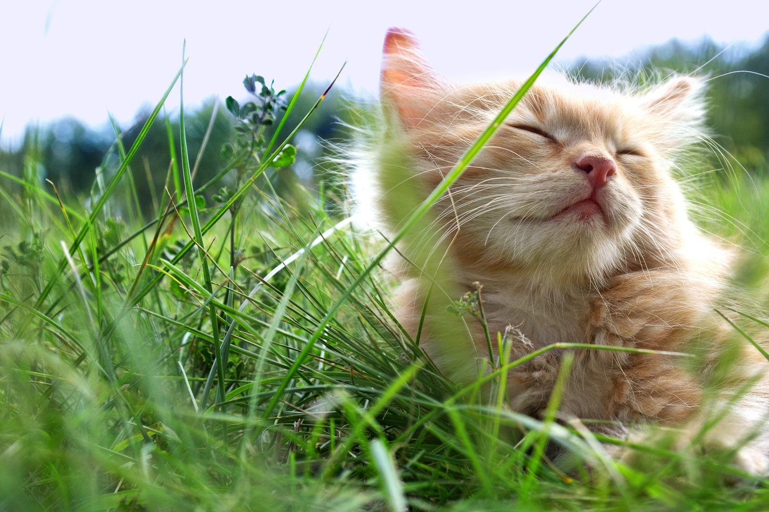 Relax,Kitten,On,Green,Grass