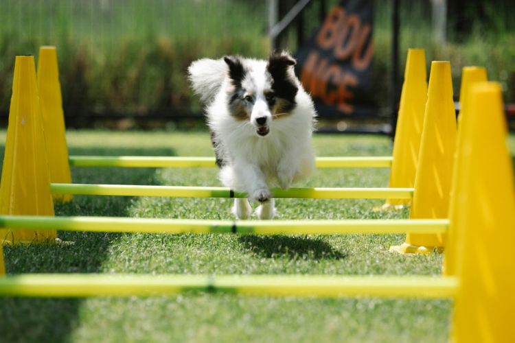 dog_agility_spring An image of a Border Collie jumping over yellow agility hurdles on a grassy field.