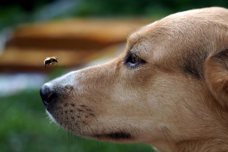 dog_bee_close_up A close-up image of a dog curiously watching a bee flying near its nose.