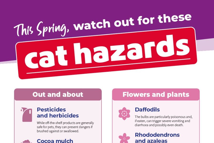 infographic_preview_cat Spring infographic warning about common outdoor cat hazards including pesticides, herbicides, cocoa mulch, daffodils, rhododendrons, and azaleas.
