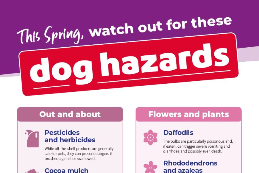 infographic_preview_dog Spring infographic warning about common outdoor dog hazards including pesticides, herbicides, cocoa mulch, daffodils, rhododendrons, and azaleas.