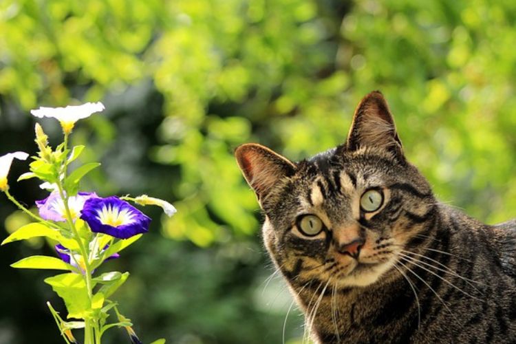 tabby_cat_flowers A tabby cat looking at the camera with vibrant purple and white flowers in the foreground.