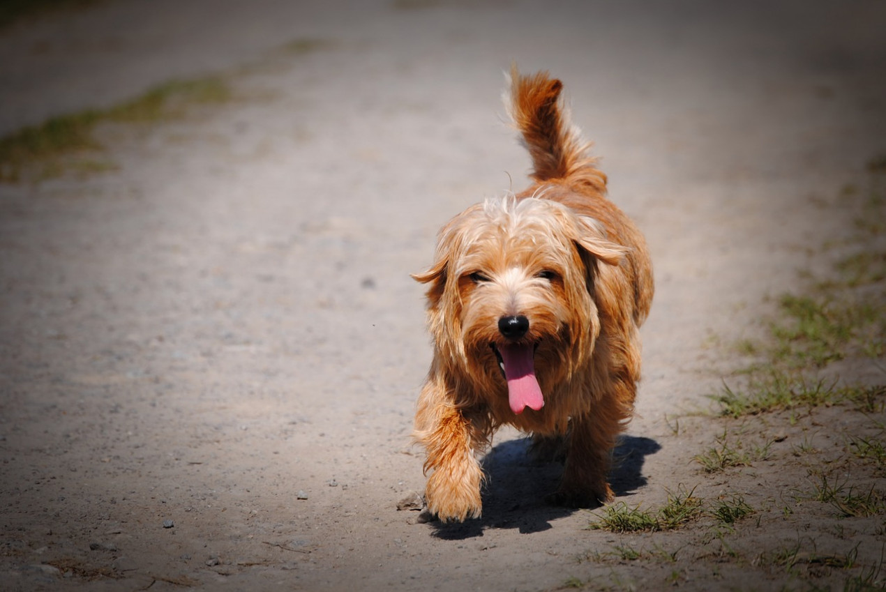 can dogs survive heatstroke