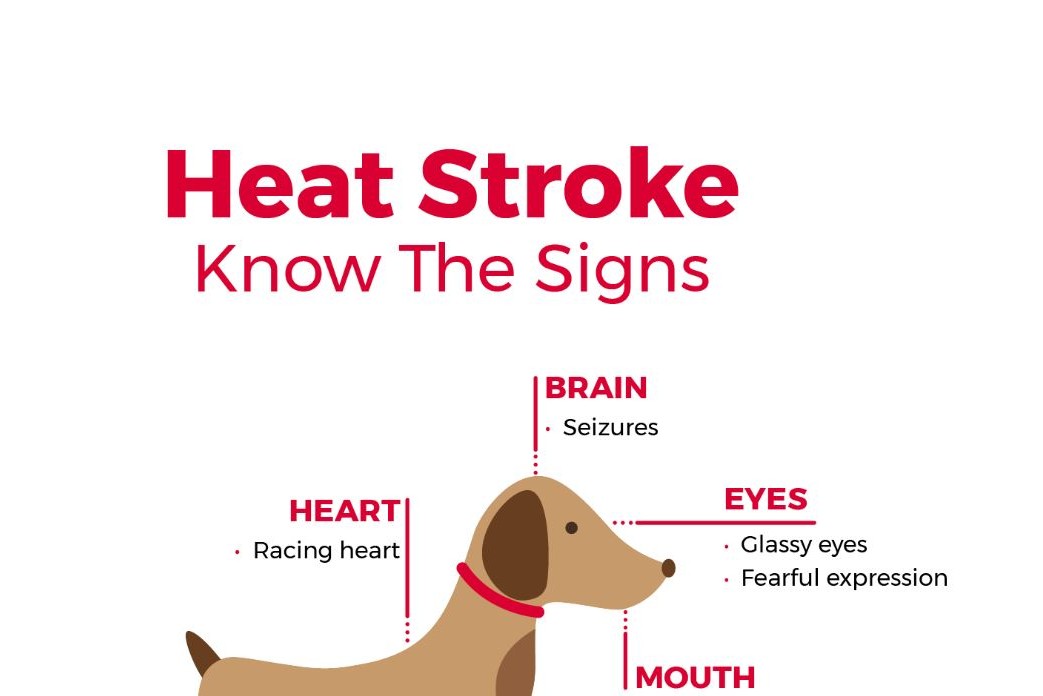 What Is Heat Stroke in Dogs? | Overheating Symptoms & Treatment