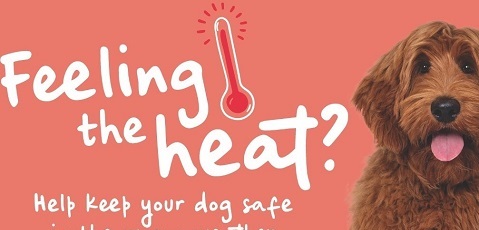 Vets-Now-Feeling-The-Heat-1-648b1026c4d88