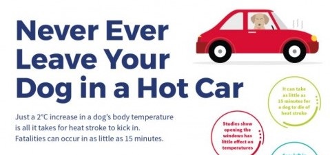 heat-stroke-in-dogs-infographic-3-1-480x320-1-648b102866207