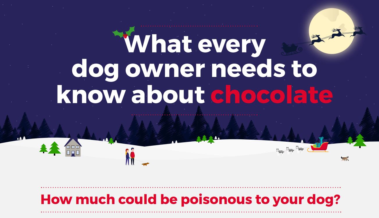 Comprehensive Guide To The Dangers Of Chocolate To Dogs Vets Now