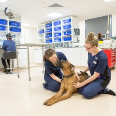 Two veterinary staff gently examine a large brown dog in a clinical setting, with medical equipment and colleagues working in the background.