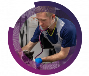 A veterinarian examines a cat with a stethoscope in a clinical setting. A purple circular pattern frames the image.