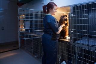 A person in scrubs gently holds a brown dog inside a kennel, illuminated by warm light, in a veterinary clinic setting with tiled walls and a clean, orderly environment.