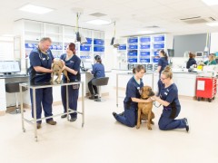 Louise Littler: Why I'll never work as a locum again An image of the Vets Now Glasgow Hospital for Vets Now article on Locuming