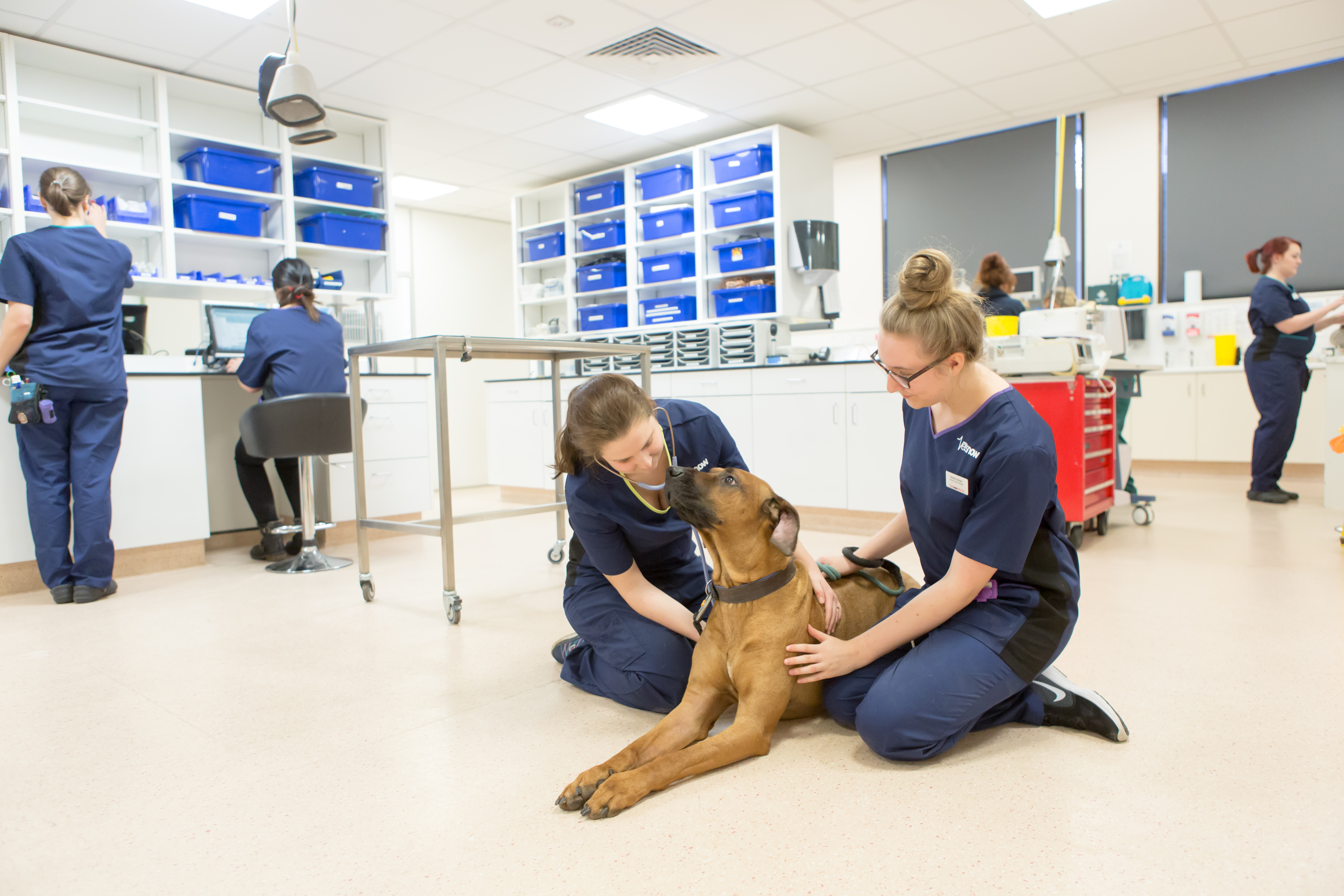 Image of two Vets Now vets treating a dog.