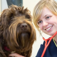 an image of a young vet attending to a dog for Vets Now web page on undergraduate opportunities at Vets Now