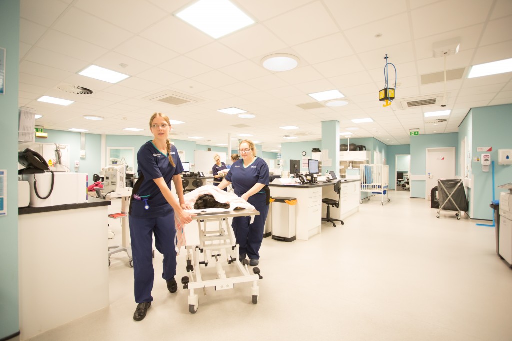 Learn About Working in the UK with Vets Now Vets Now Jobs