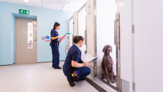 Image of a vet nurse and animal care assistant for Vets Now article on vet nurses