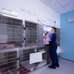 Image of a Vets Now nurse at work for Vets Now article on nurse tips and tricks