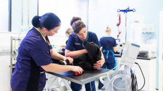 Image of Vets Now staff in action for Vets Now article on tips and tricks for nurses