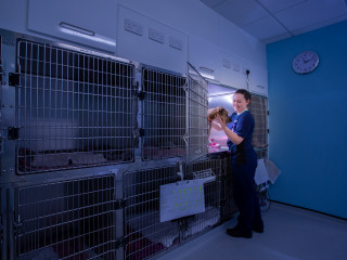 A dog is being held gently by a person wearing scrubs in a veterinary clinic, standing in front of metal kennels. A clock reads 10:08 on the wall.