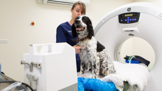 An animal care assistant with a dog for Vets Now article on ACA development programme