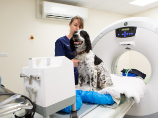 Vets Now development programme for animal care assistants