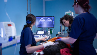Head Vet Nurse in Emergency & Critical Care at Vets Now Three Vets Now staff scanning a patient for Vets Now veterinary nursing page