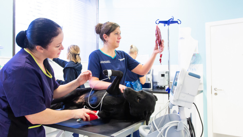 vet nursing jobs glasgow