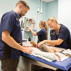 Vets Now team treating a patient for veterinary jobs in the Midlands