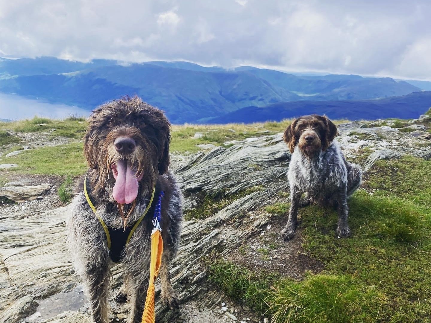 Sam's dogs Jazz and Ralph Two shaggy dogs, one sitting and one panting with tongue out, are on rocky terrain amidst grassy patches, with a backdrop of distant blue mountains and cloudy sky.