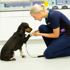 Vets Now LVS Digital Exhibition Clinics