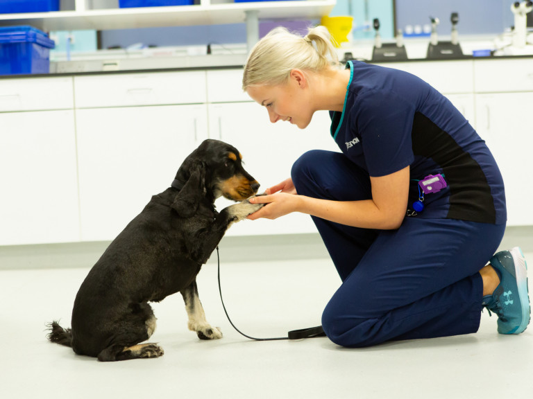 Vet and vet nurse jobs Vets Now Liverpool A vet nurse holding a dog's paw for Vets Now Liverpool jobs page