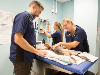 Image of Vets Now in Preston treating a dog