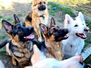 Helen Spry 2 Property Vets Now Several German Shepherd dogs sit attentively, looking upward with open mouths, in a grassy yard with patches of dirt and a blue ball on the ground.