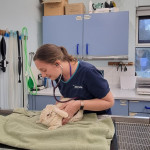 Lindsey tending to a rabbit