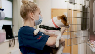 VN YT Clip Thumbnail A vets now nurse carrying a dog into a cage to rest