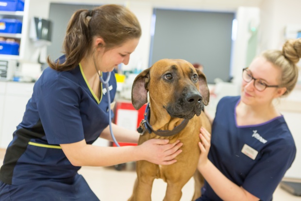 Two veterinarians examine a large brown dog in a clinical setting, surrounded by medical equipment and bright lighting. Both wear blue uniforms and appear focused on the dog's well-being.
