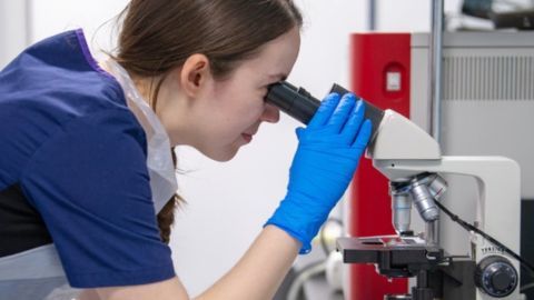 A veterinarian in a Vets Now uniform using a microscope in a laboratory, wearing blue gloves and focused on examining samples