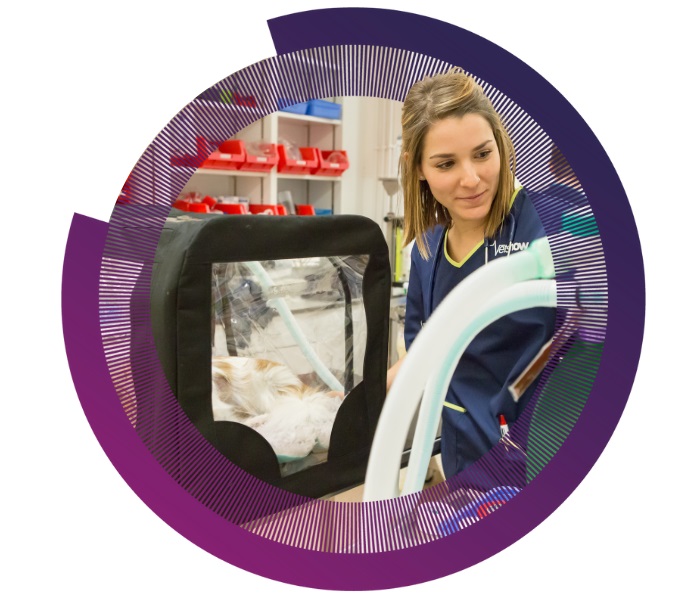 A female veterinarian from Vets Now in an emergency clinic, wearing a blue uniform, monitors a dog inside an oxygen chamber, surrounded by medical equipment and supplies.