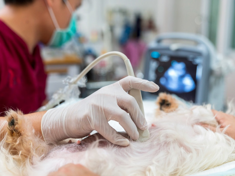 A veterinary professional performing an ultrasound on a dog, with a focus on the dog's abdomen and the ultrasound machine in the background.