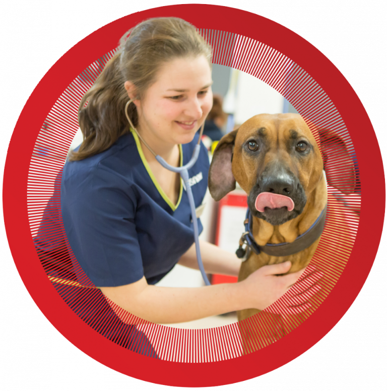 Vet Surgeon with dog Senior Vet with dog