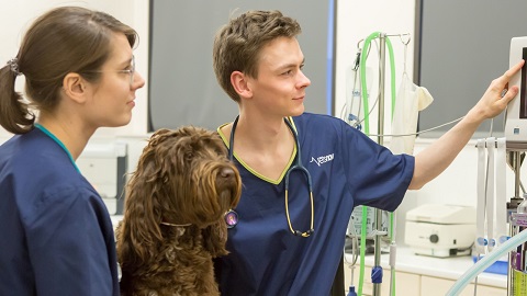wo vets examining medical equipment beside a brown dog in a veterinary clinic.