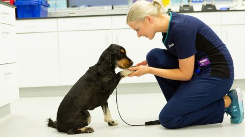 An image of a vet kneeling down and treating a small dark coloured dog in a Vets Now clinic